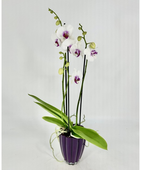 Potted Orchid