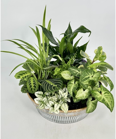 Flowering Plants