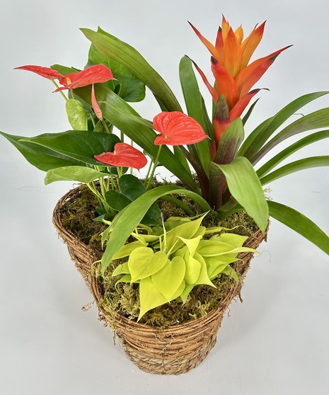 Tropical Garden