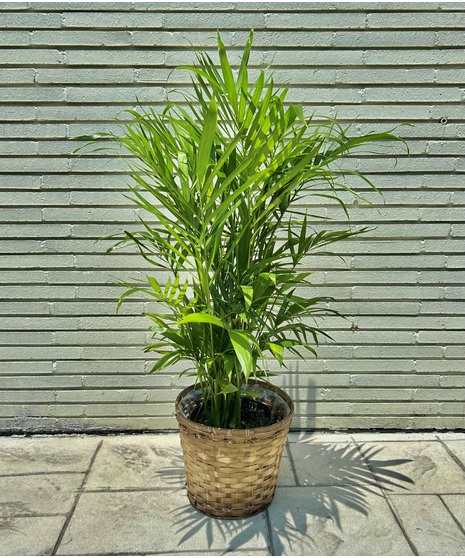 Majesty Palm