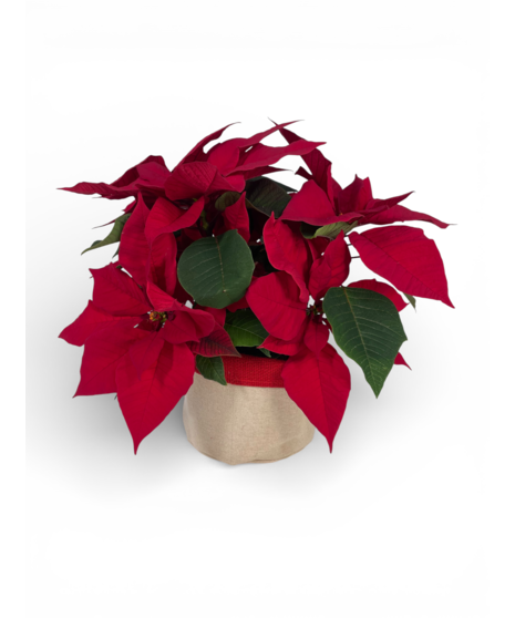 Red Poinsettia - medium