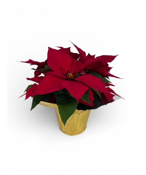 Red Poinsettia - medium