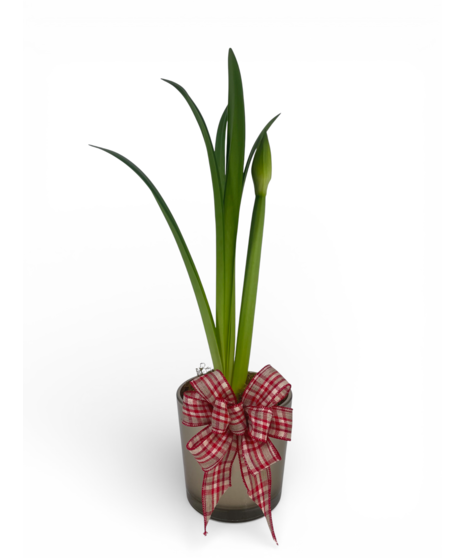 Live Amaryllis Plant