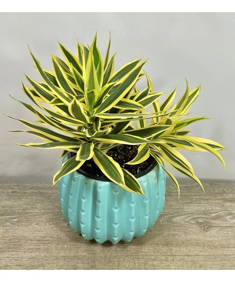 song of india plant in vivid pot