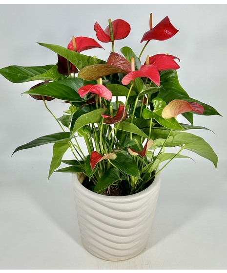 Blooming Anthurium