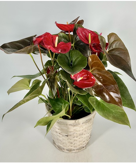 Blooming Anthurium