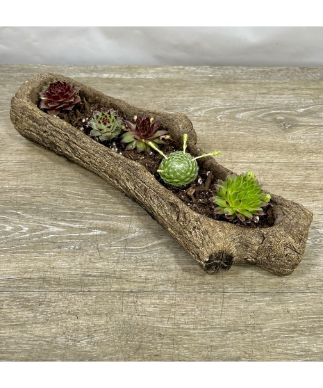 Succulent Log