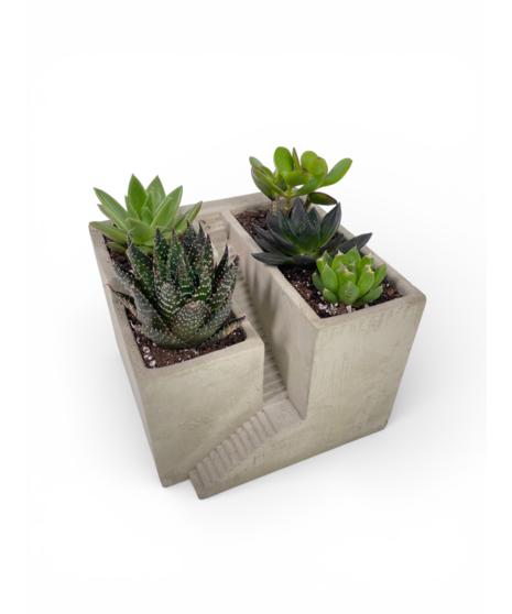 Stairway to Succulents