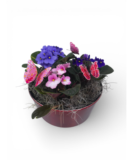African Violets