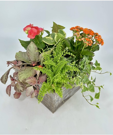 Plants