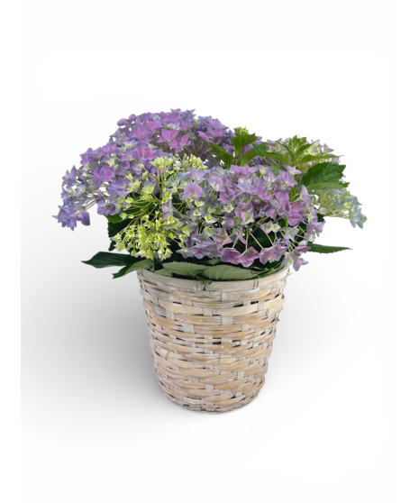 Flowering Plants