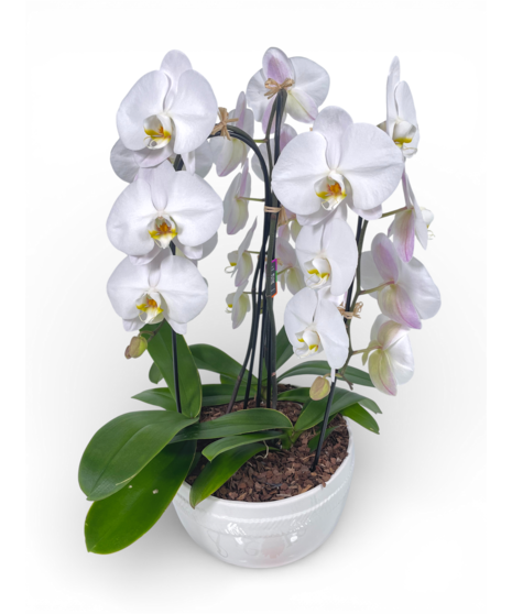 Waterfall Orchid Planter