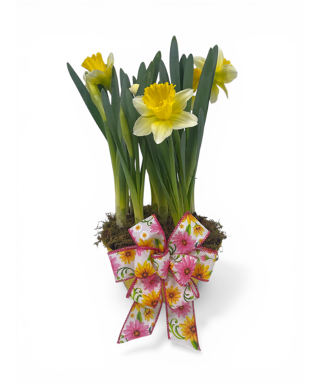 Daffodil Bulb Garden