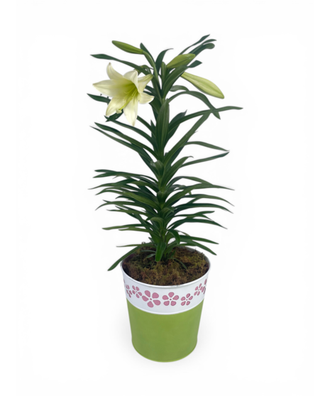 single Easter lily plant