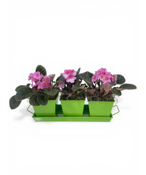 African Violets