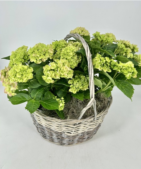 Flowering Plants