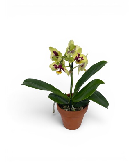 Mini Orchid - colors will vary