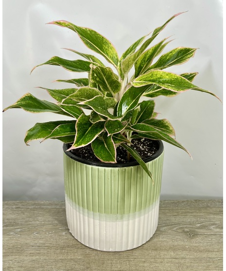 pink aglaonema