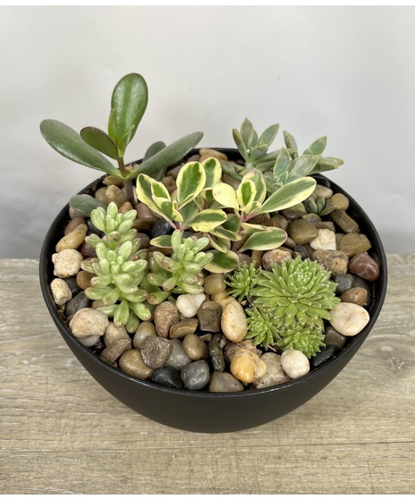 Succulent Bowl