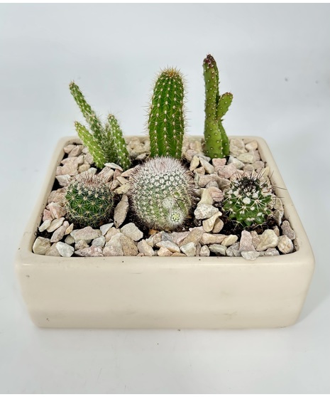 Cactus Squares