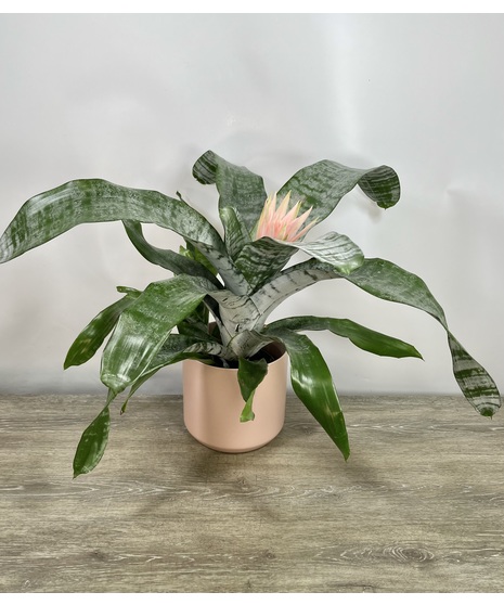 Aechmea Bromeliads
