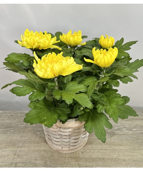 George's Mum Basket