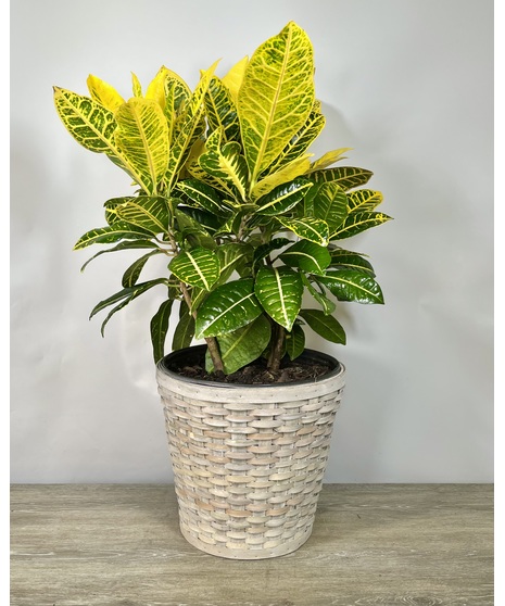 Plants