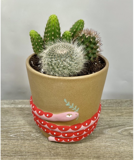 Snake Mini Cactus Garden