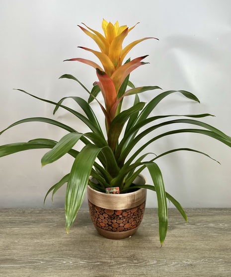 Tropical Bromeliad