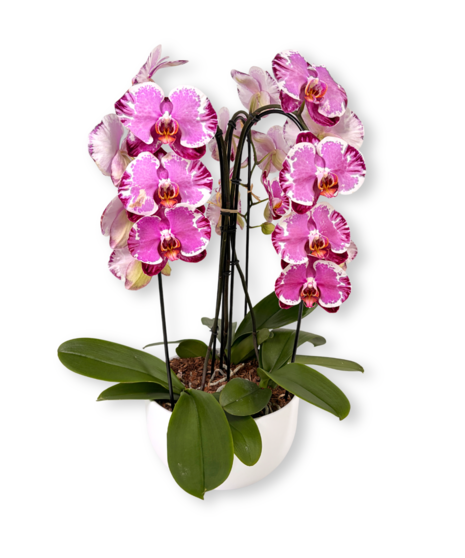 Waterfall Orchid Planter