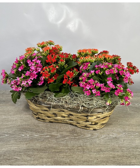 Kalanchoe Duo