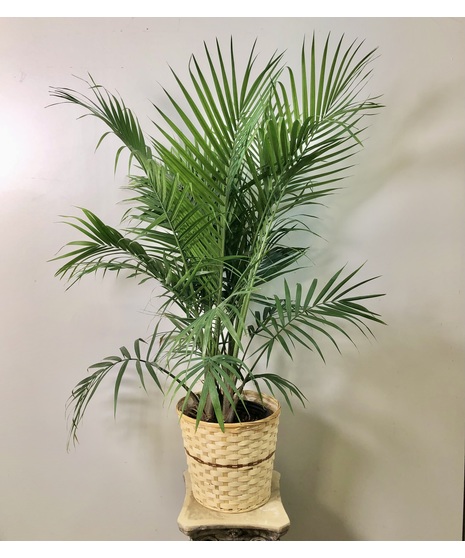 Majesty Palm