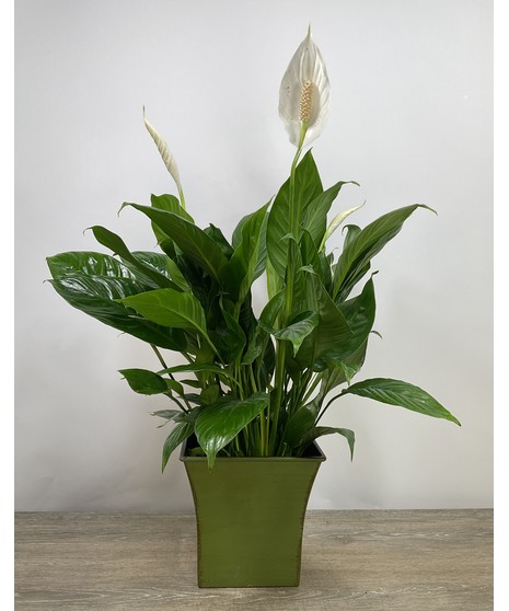 Medium Peace Lily