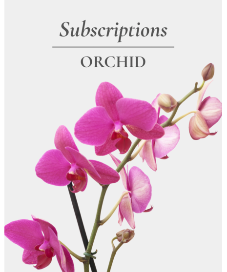 Potted Orchid Monthly Subscription