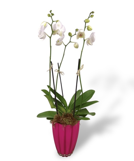 Potted Orchid