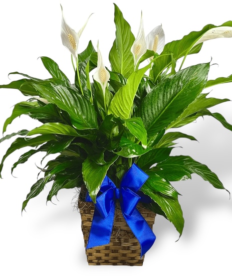 Large Peace Lily