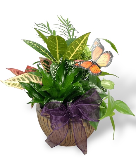 Dish Gardens