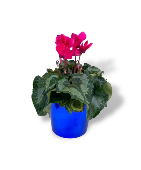 Cyclamen