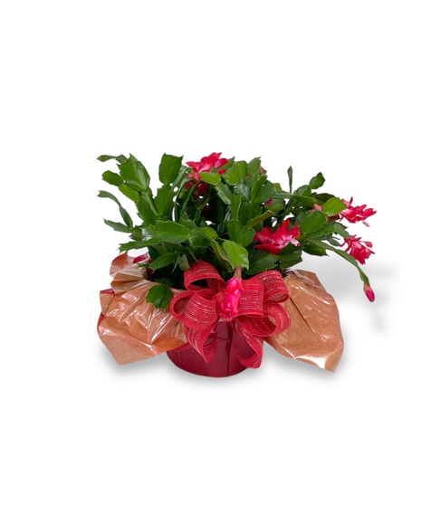 Christmas Cactus in Speed Wrap