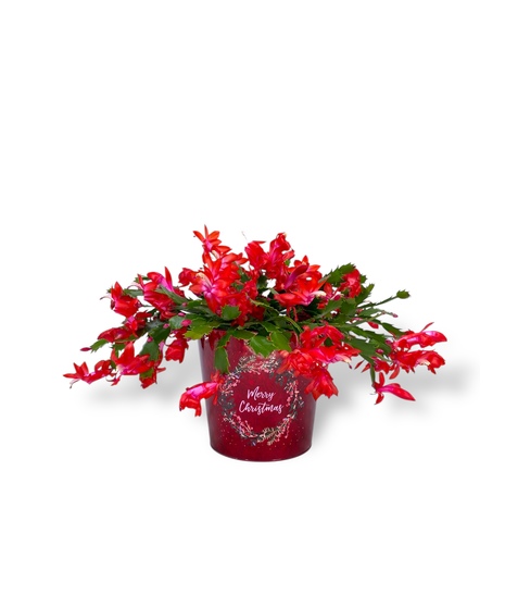 Christmas Cactus