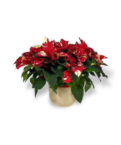 Candy Cane Poinsettia