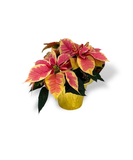 Marbled Poinsettia