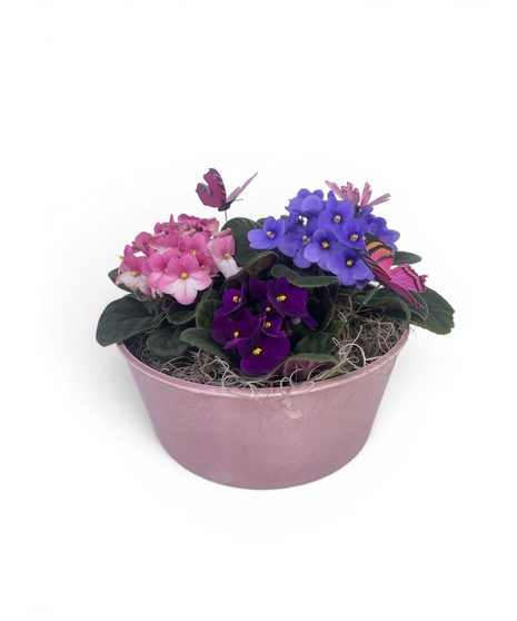 African Violets