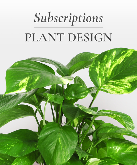 Plant Monthly Subscription
