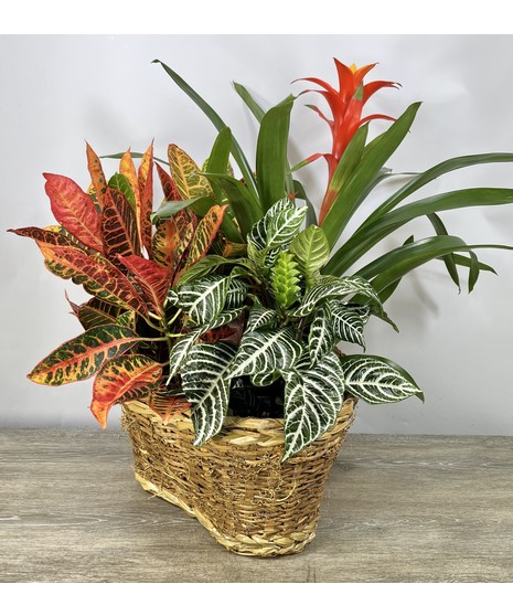 Flowering Plants
