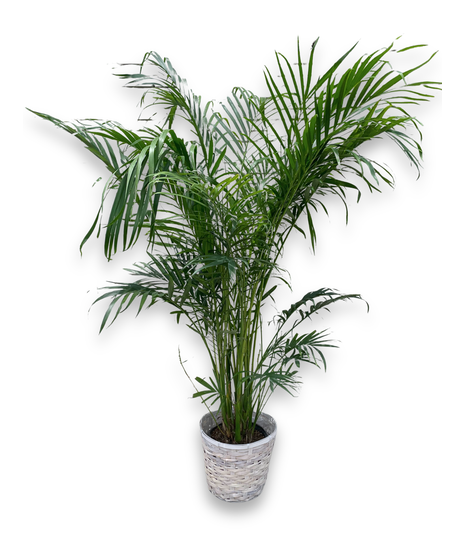 Green Plants