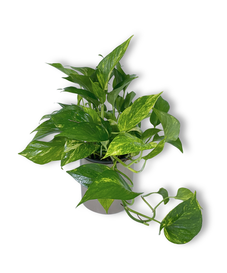 Happy Pothos - multiple options available