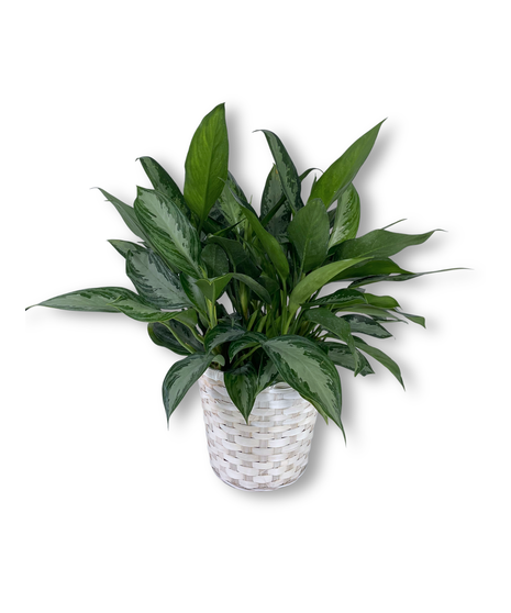 Aglaonema - multiple options available