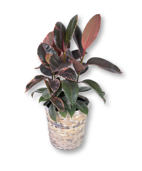 Ficus - multiple options available