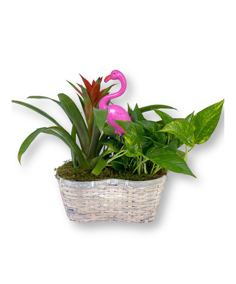 Bromeliad Duo